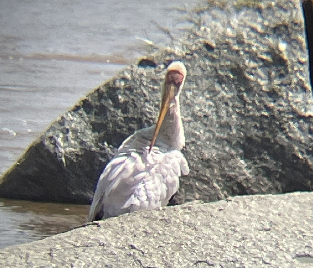 Yellow-billed Stork - ML642160692