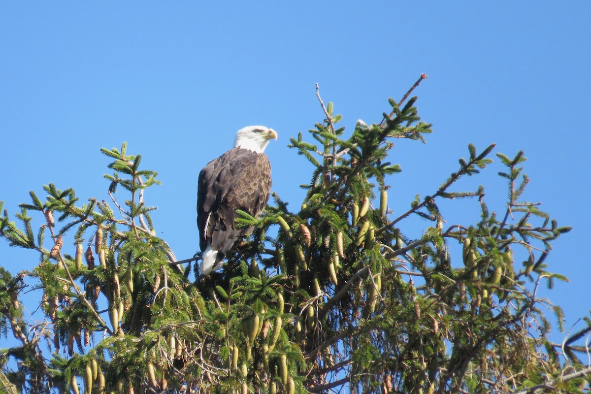Bald Eagle - ML642160695