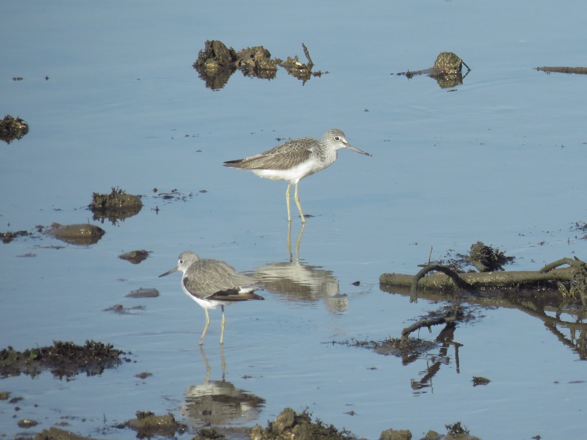gluttsnipe - ML642160696