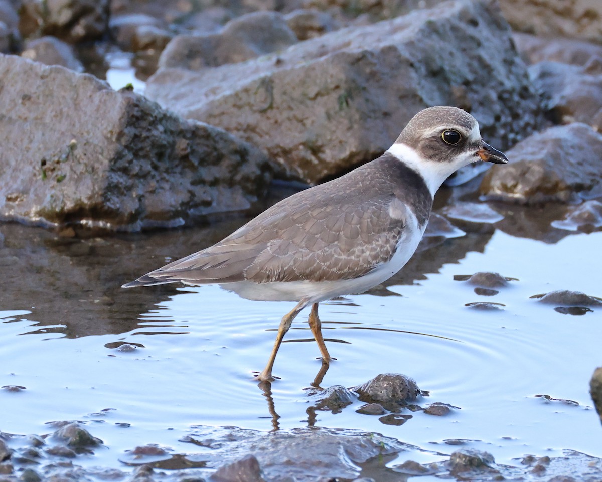 Semipalmated Plover - ML642160697