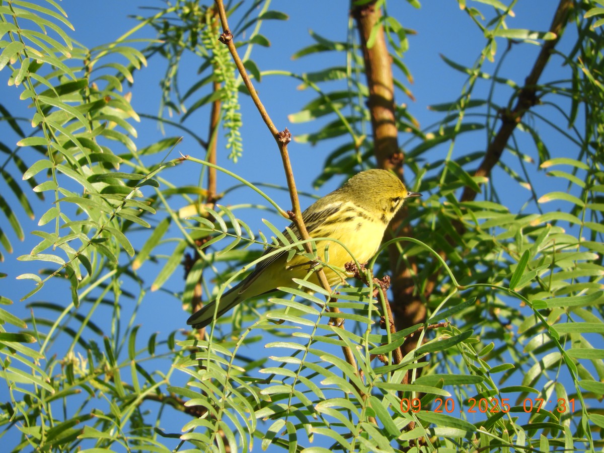 Prairie Warbler - ML642160703