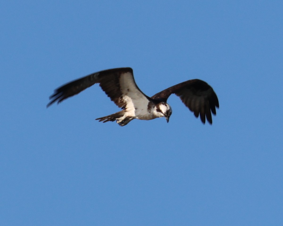 Osprey - ML642160739