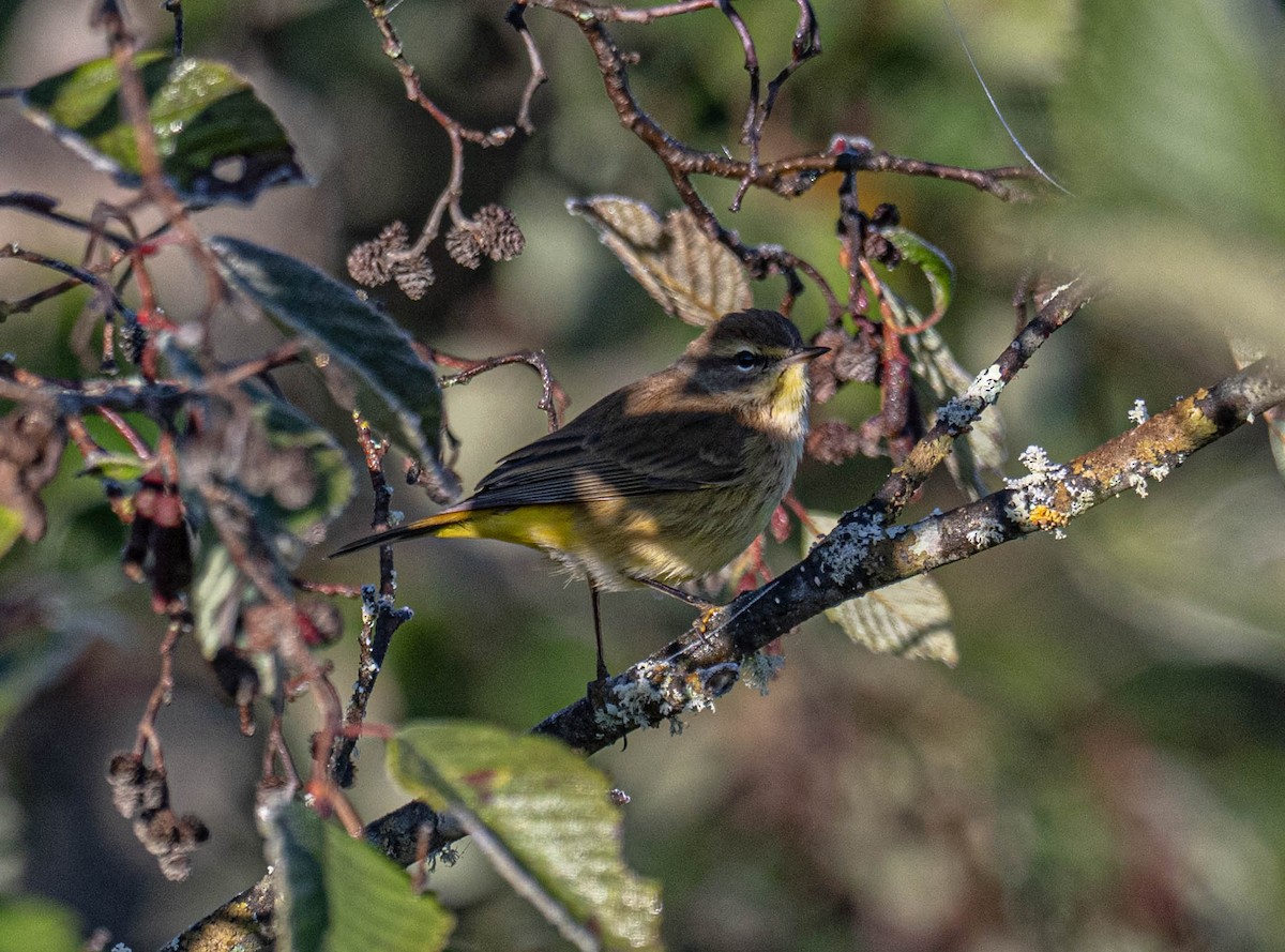 Palmenwaldsänger - ML642160740