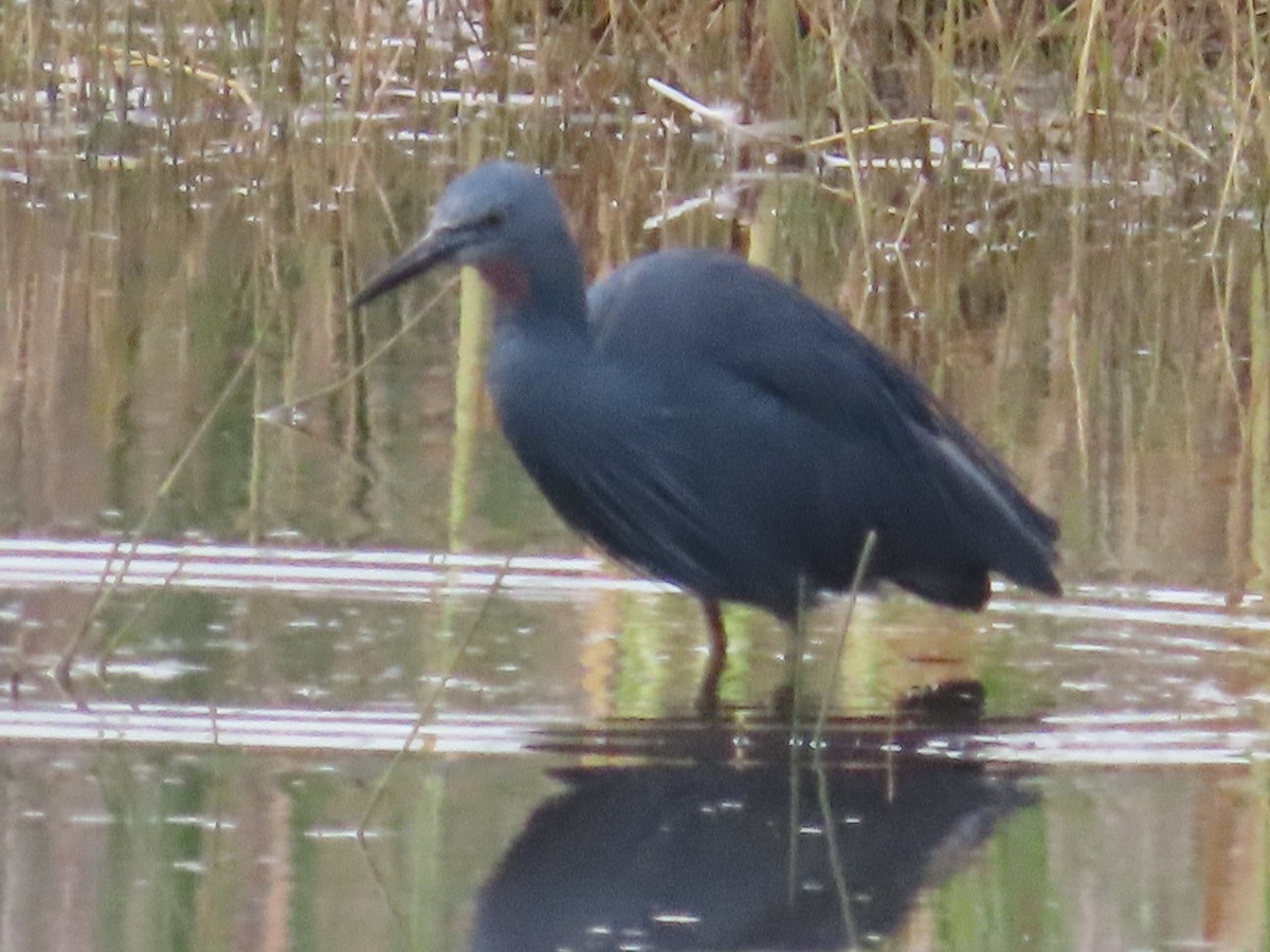 Slaty Egret - ML642160746