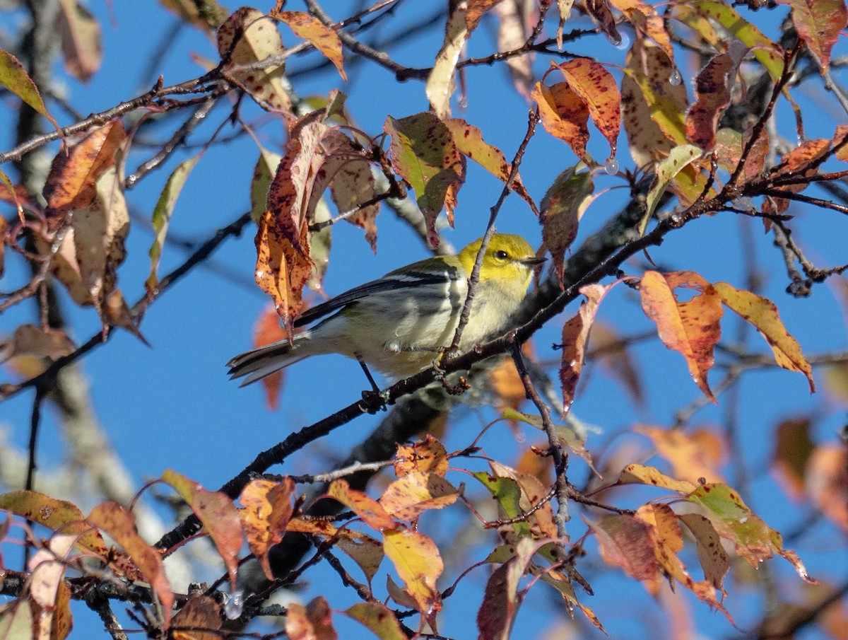 Grünmantel-Waldsänger - ML642160764