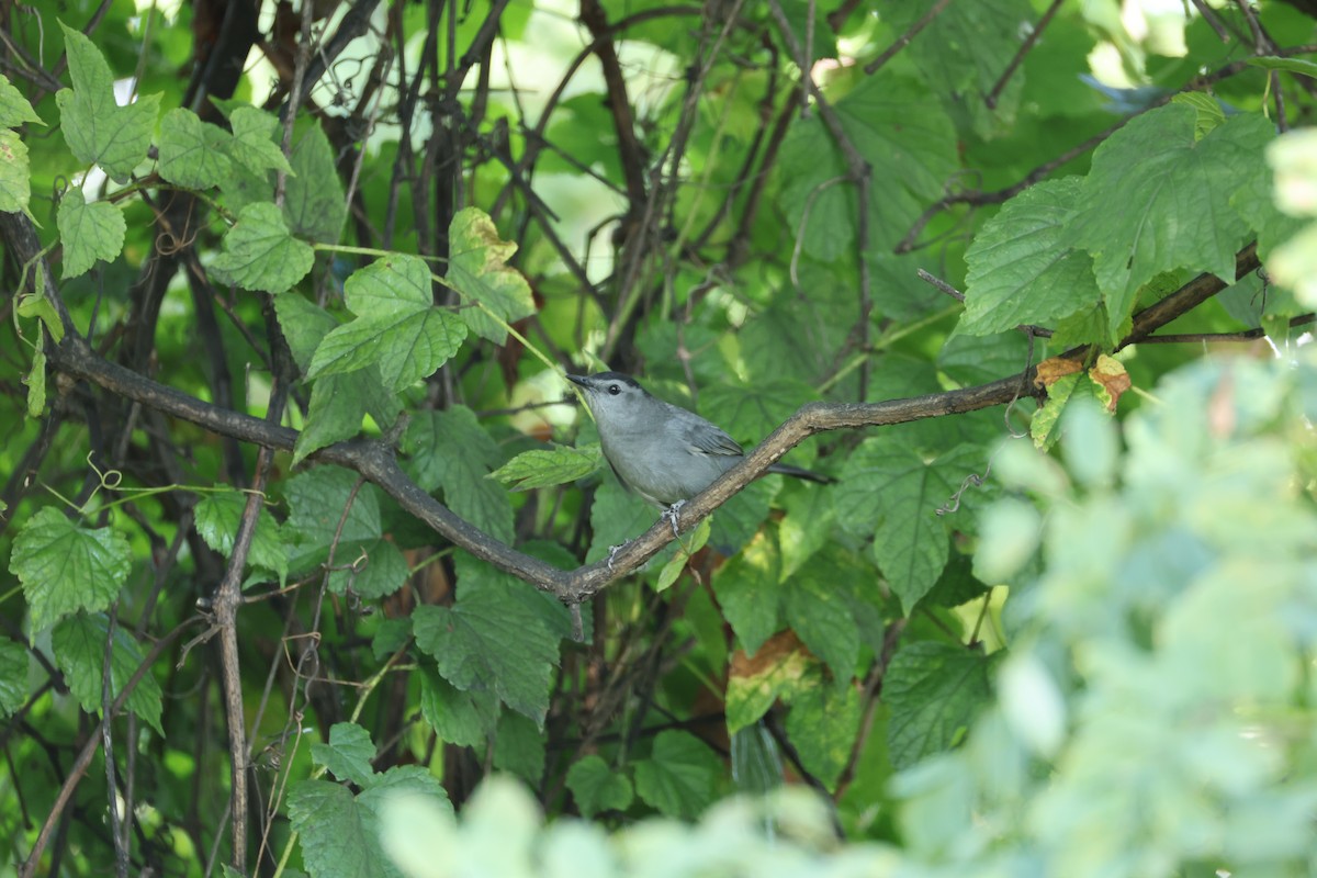 Gray Catbird - ML642160765