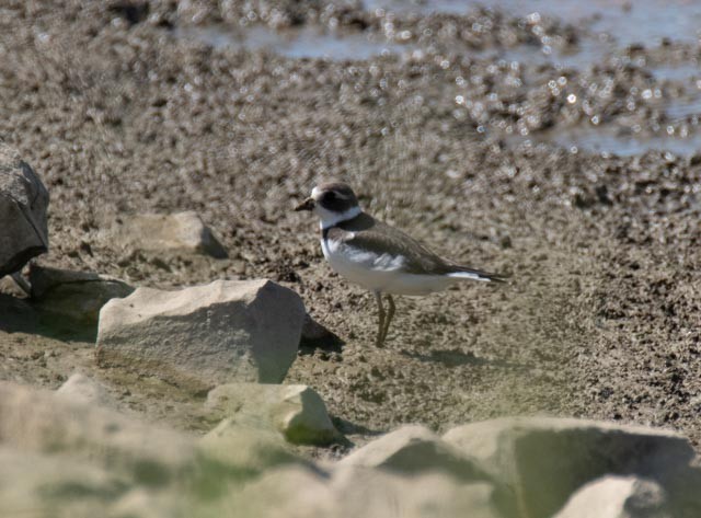 Semipalmated Plover - ML642160779