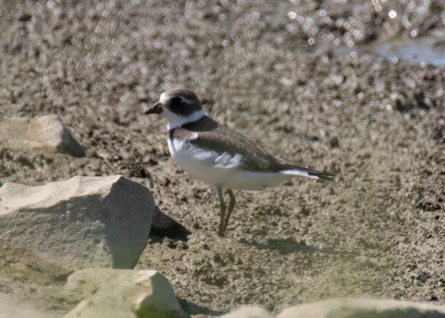 Semipalmated Plover - ML642160780
