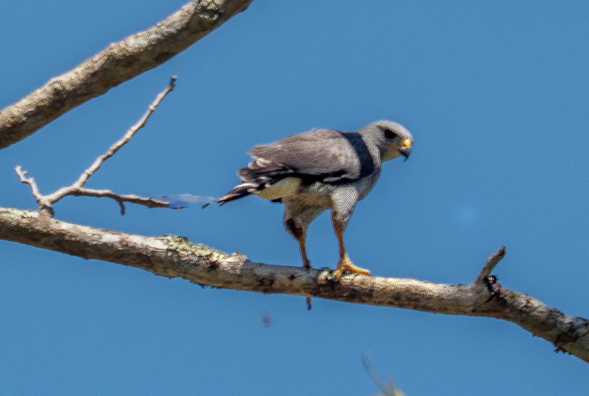 Gray Hawk - ML642160788