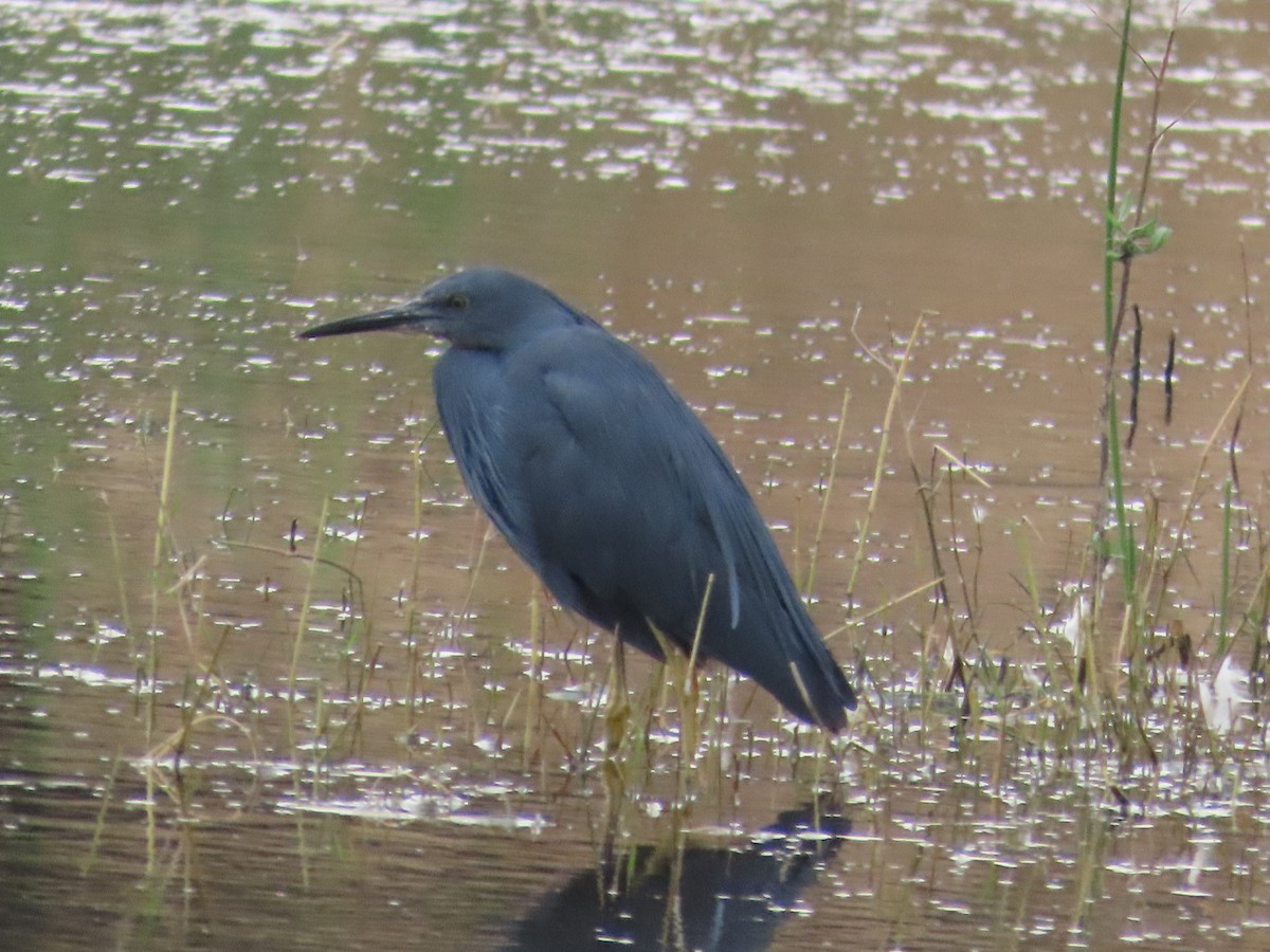 Slaty Egret - ML642160792