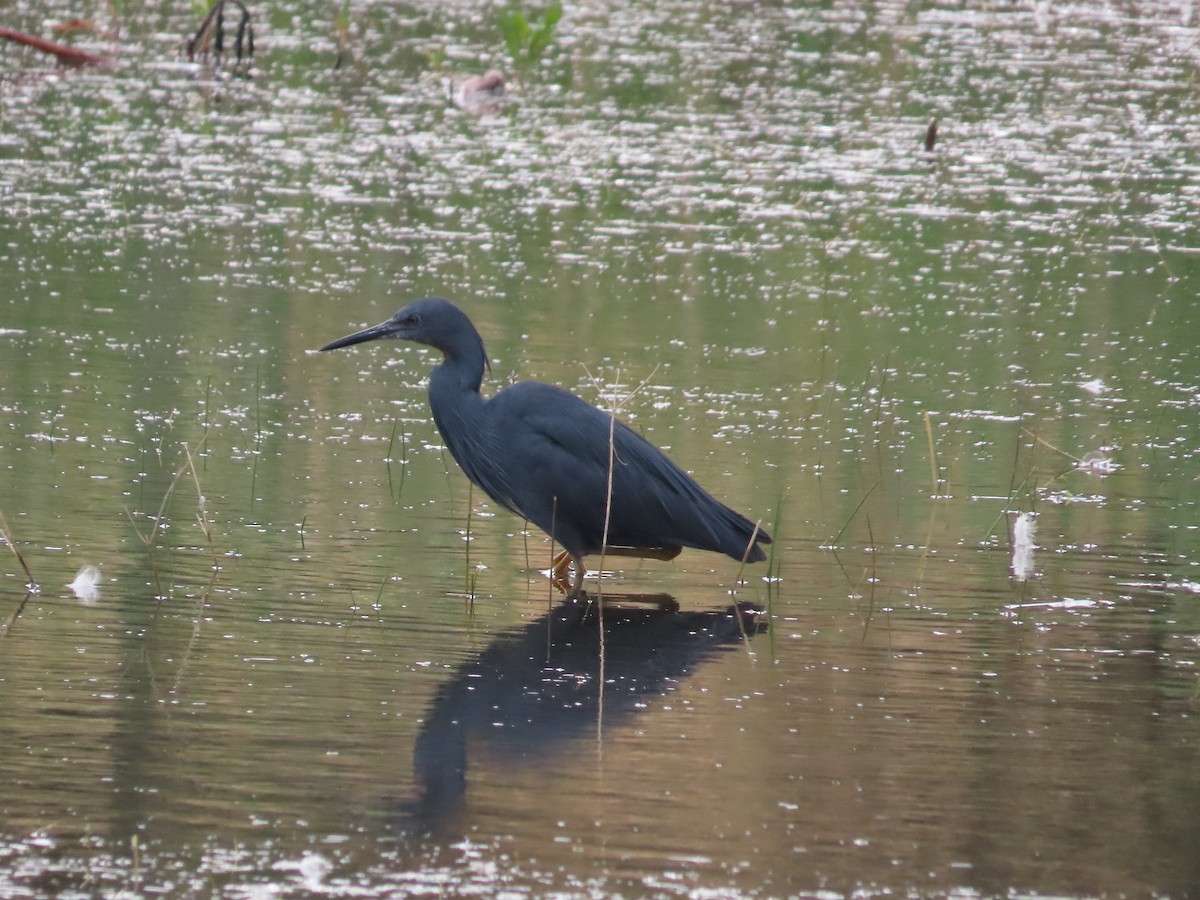Slaty Egret - ML642160795
