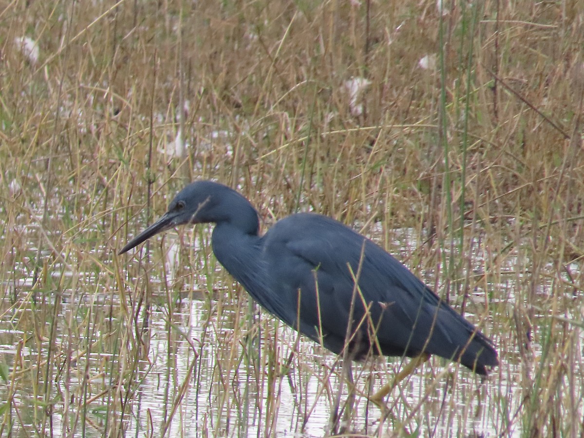 Slaty Egret - ML642160796