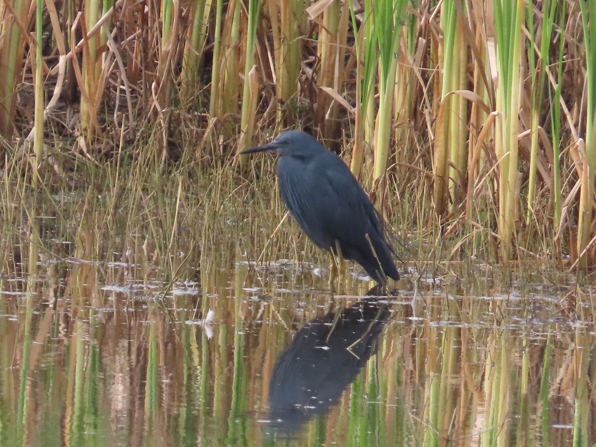 Slaty Egret - ML642160798