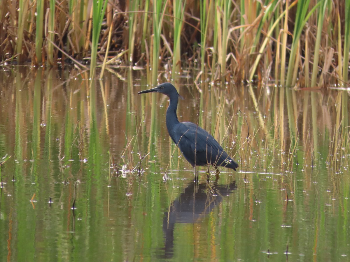 Slaty Egret - ML642160800