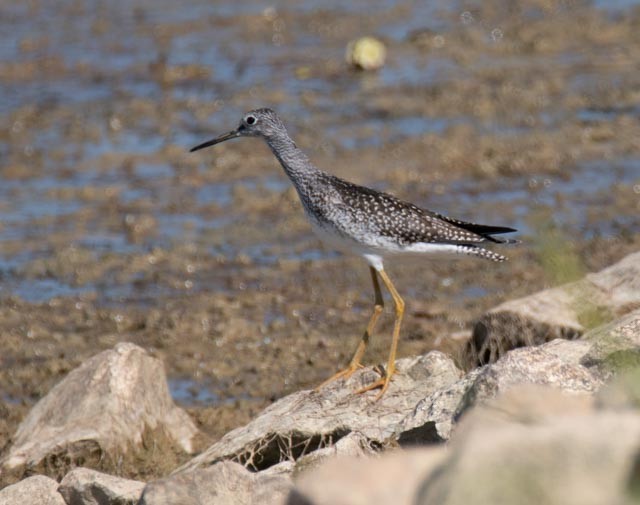 Greater Yellowlegs - ML642160802