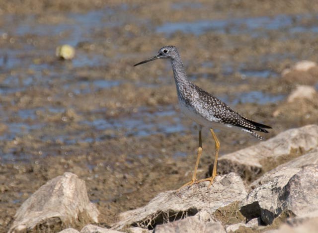 Greater Yellowlegs - ML642160803