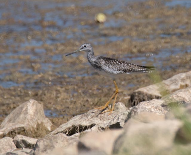 Greater Yellowlegs - ML642160804