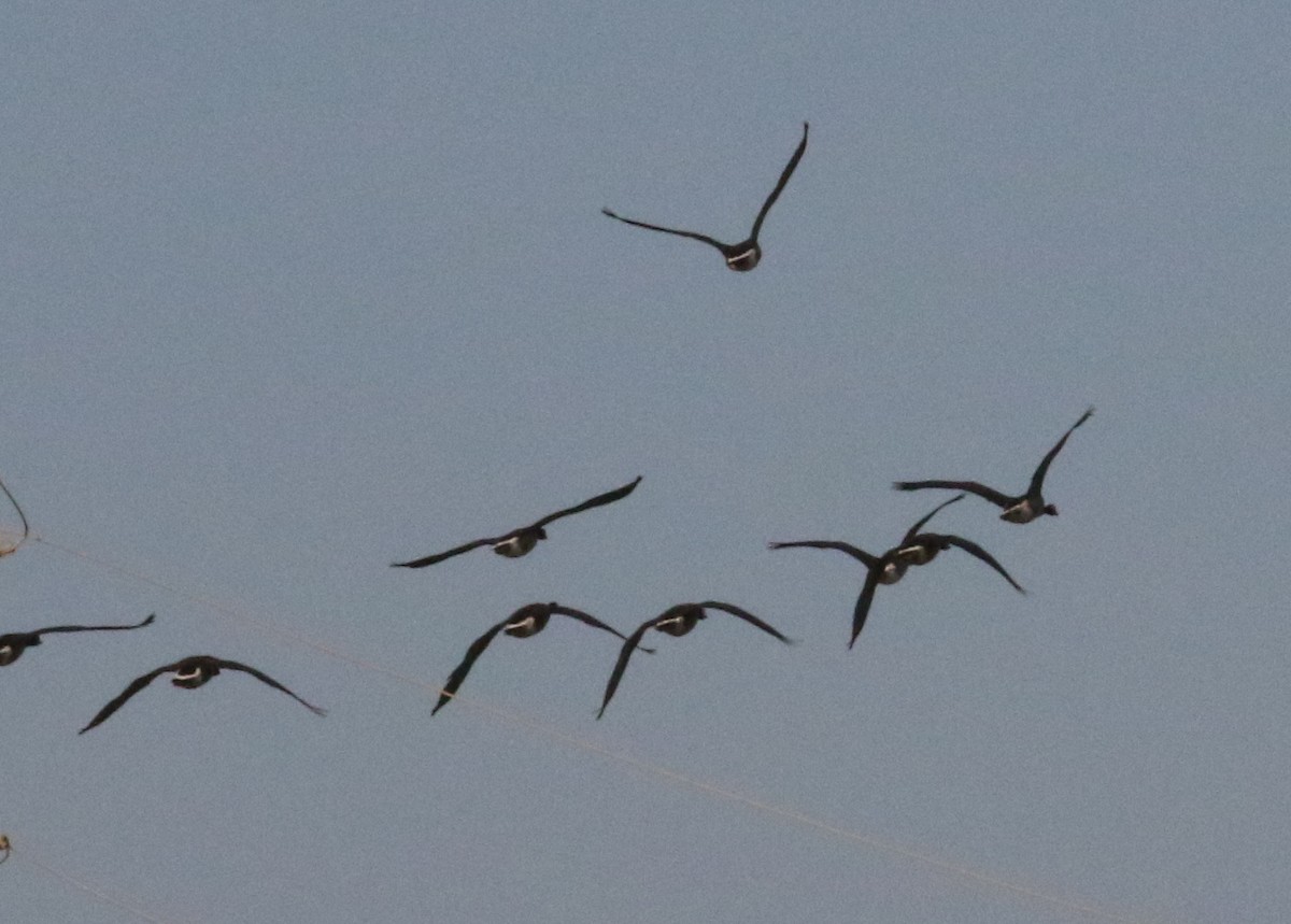 Канад галуу - ML642160811