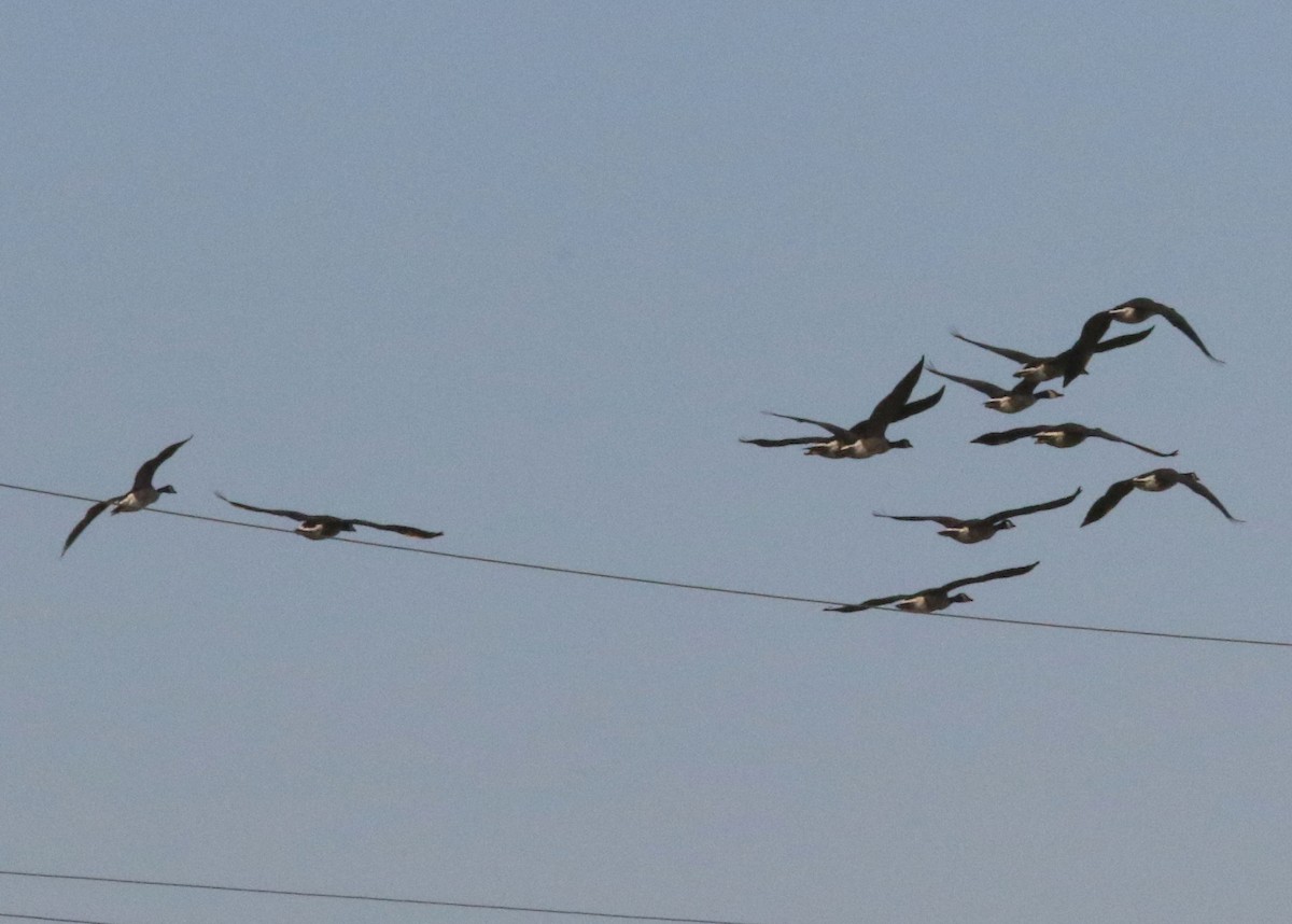 Канад галуу - ML642160812