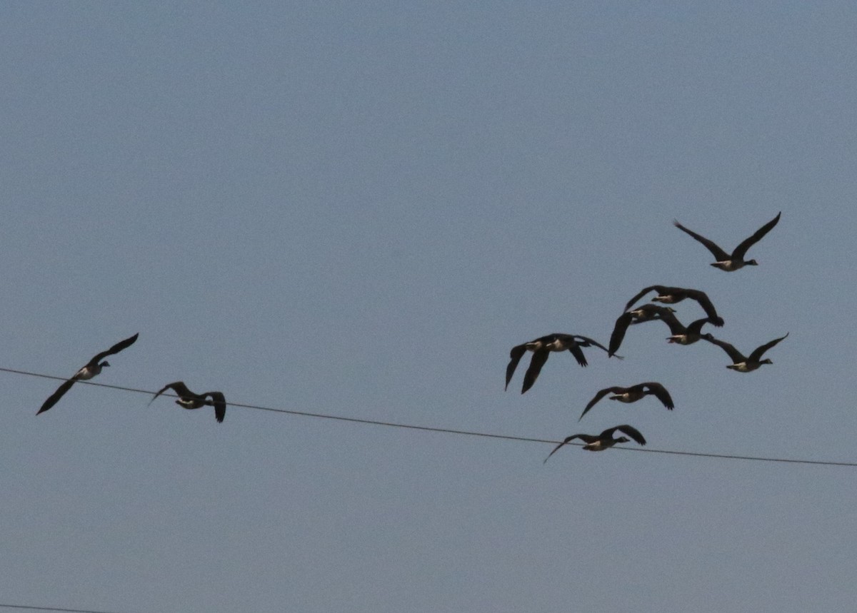 Канад галуу - ML642160813