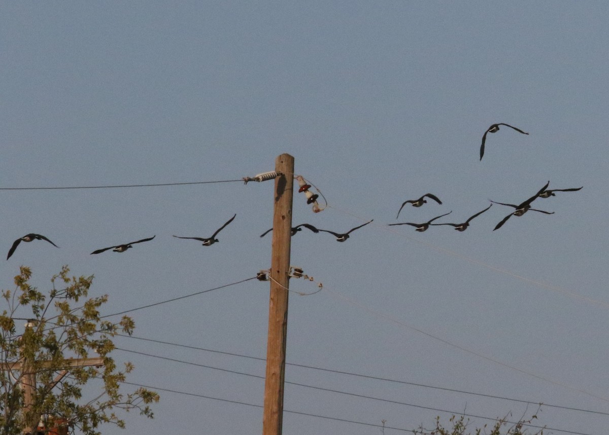 Канад галуу - ML642160814