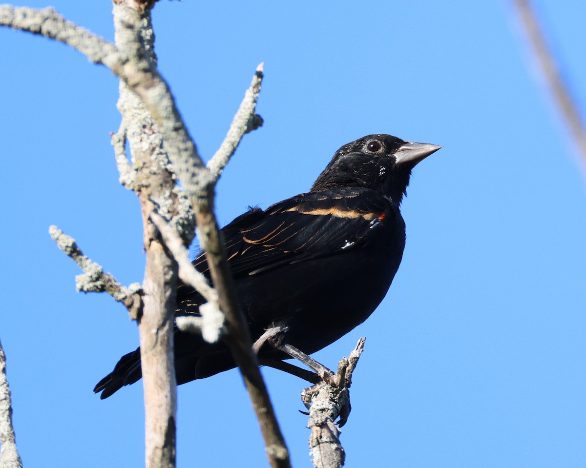 Red-winged Blackbird - ML642160816
