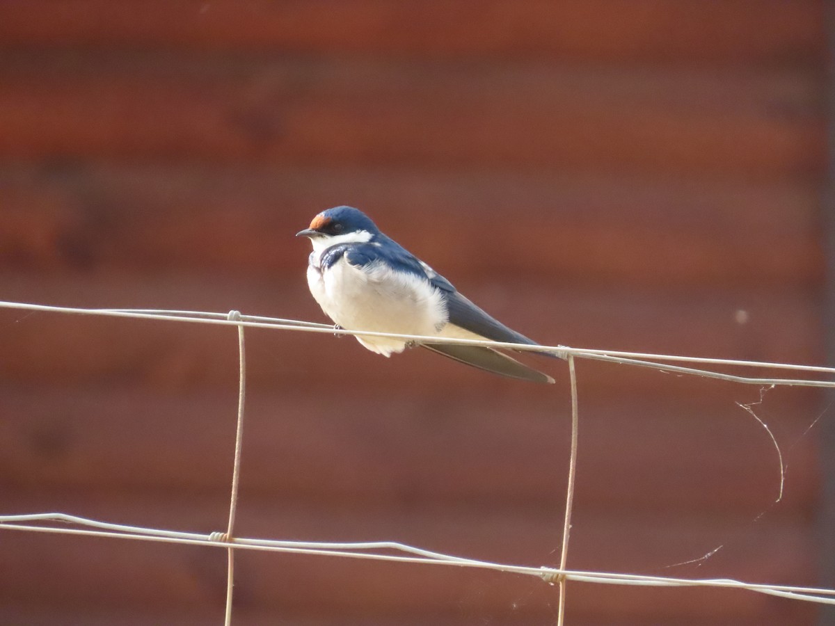 White-throated Swallow - ML642160822