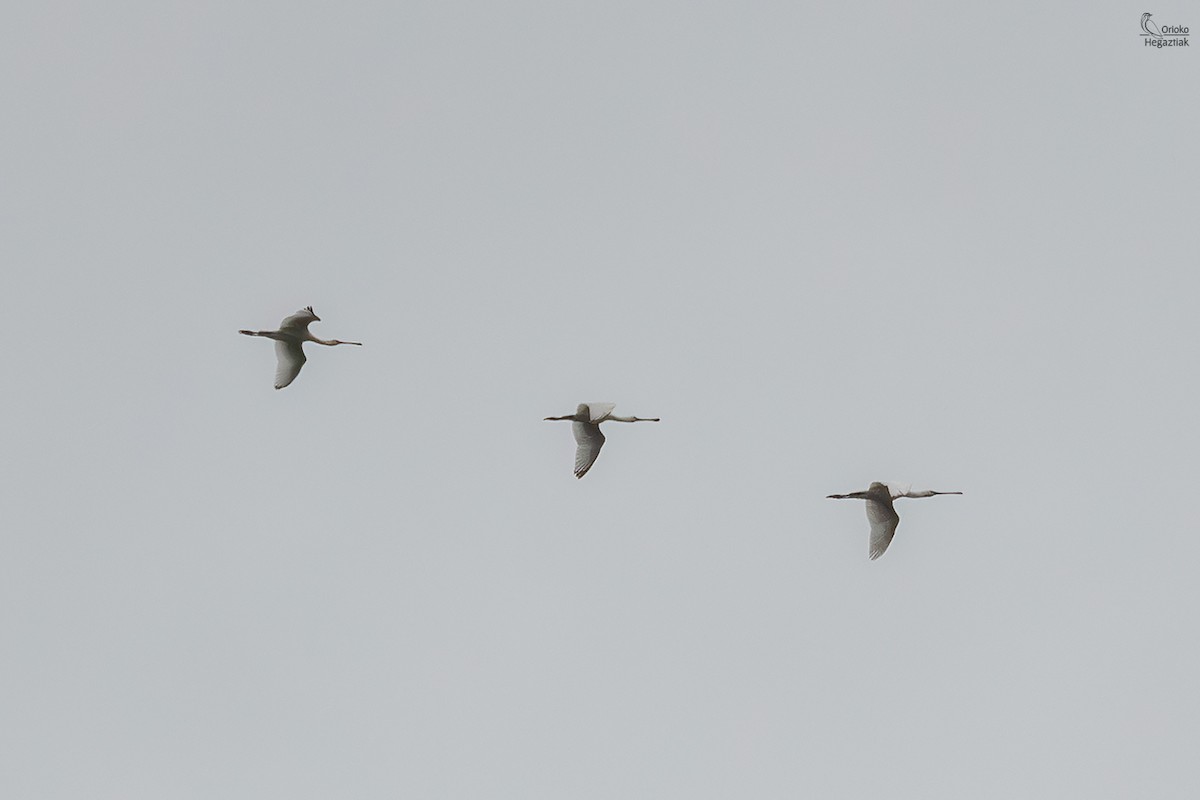 skjestork - ML642160823