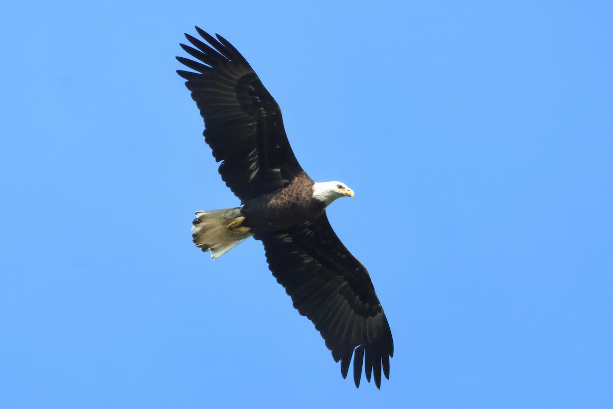 Bald Eagle - ML642160855