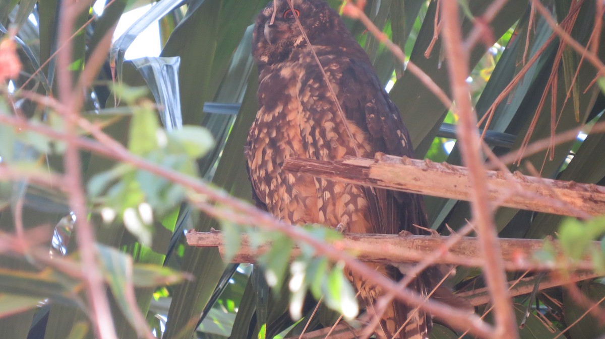 Stygian Owl - ML642160869