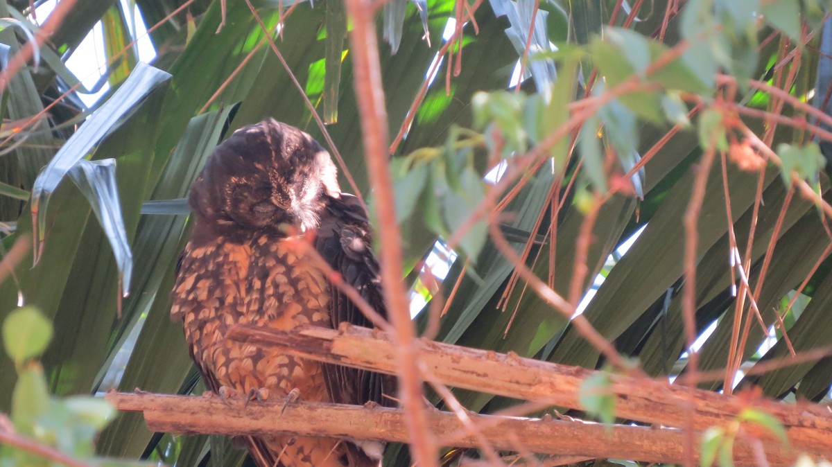 Stygian Owl - ML642160870