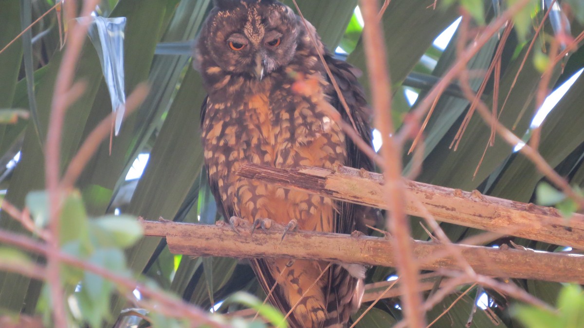Stygian Owl - ML642160871