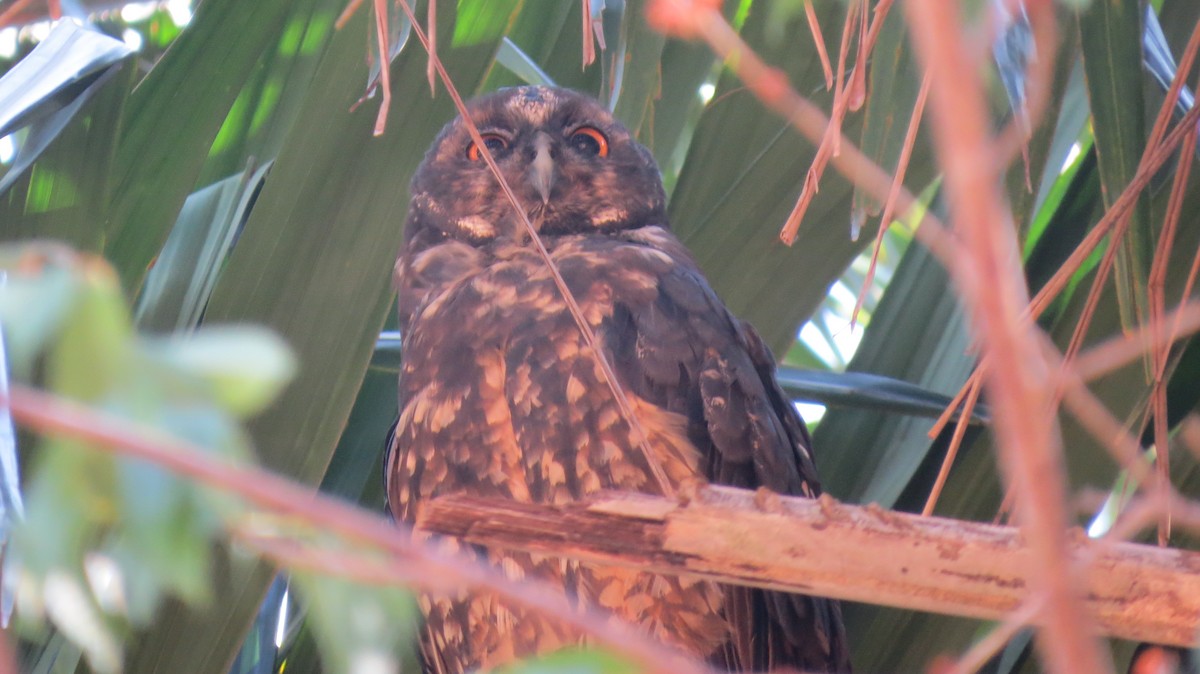 Stygian Owl - ML642160873