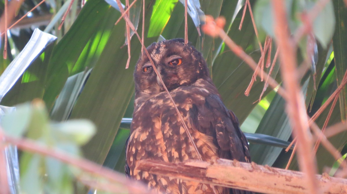 Stygian Owl - ML642160874