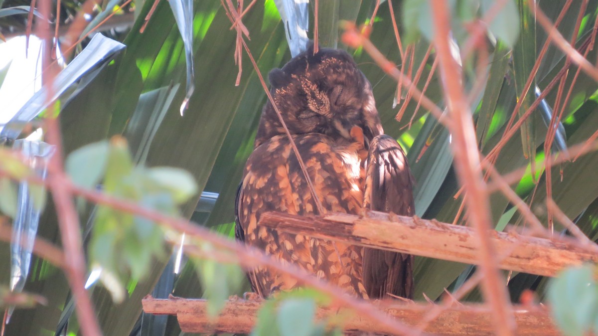 Stygian Owl - ML642160875