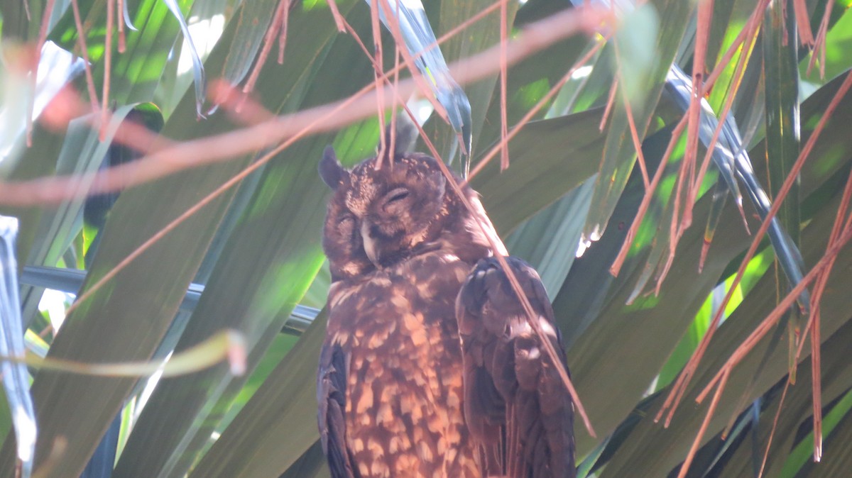 Stygian Owl - ML642160876