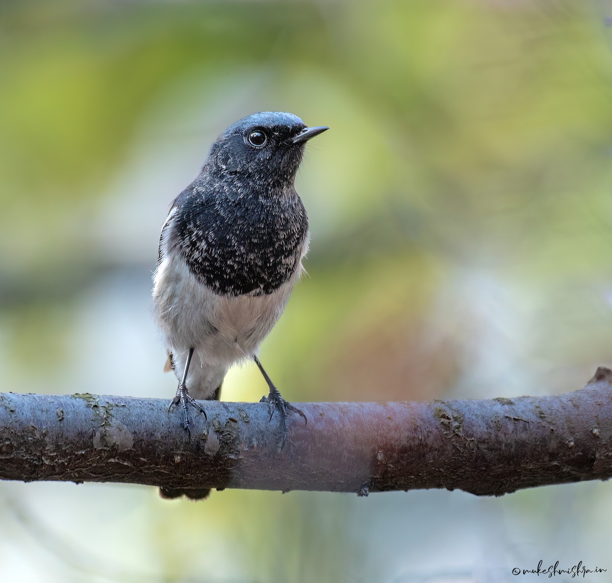 Blue-capped Redstart - ML642160879