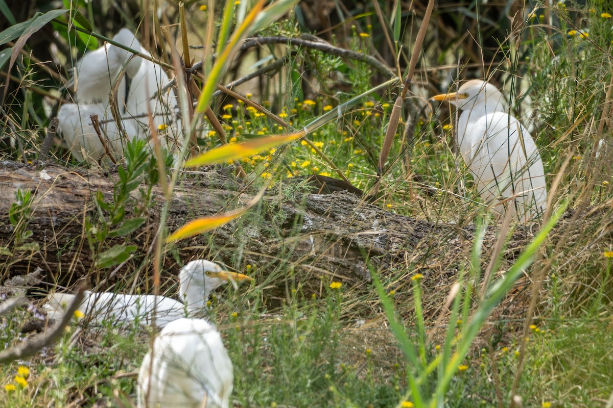 Western Cattle-Egret - ML642160952