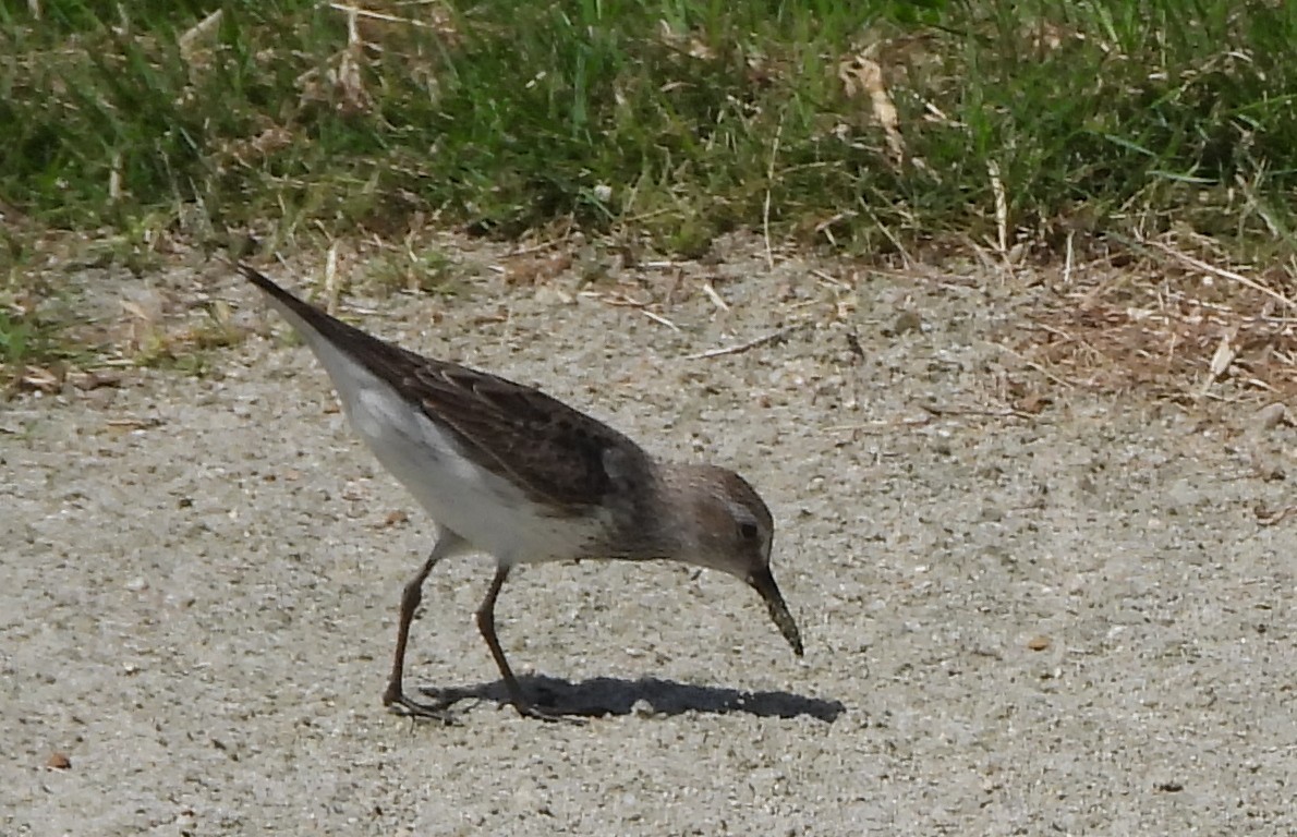 White-rumped Sandpiper - ML642160953