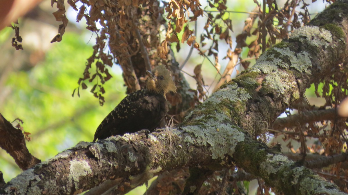 Blond-crested Woodpecker - ML642160958
