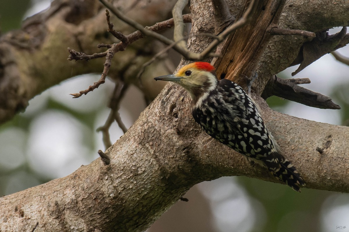 Yellow-crowned Woodpecker - ML642160960