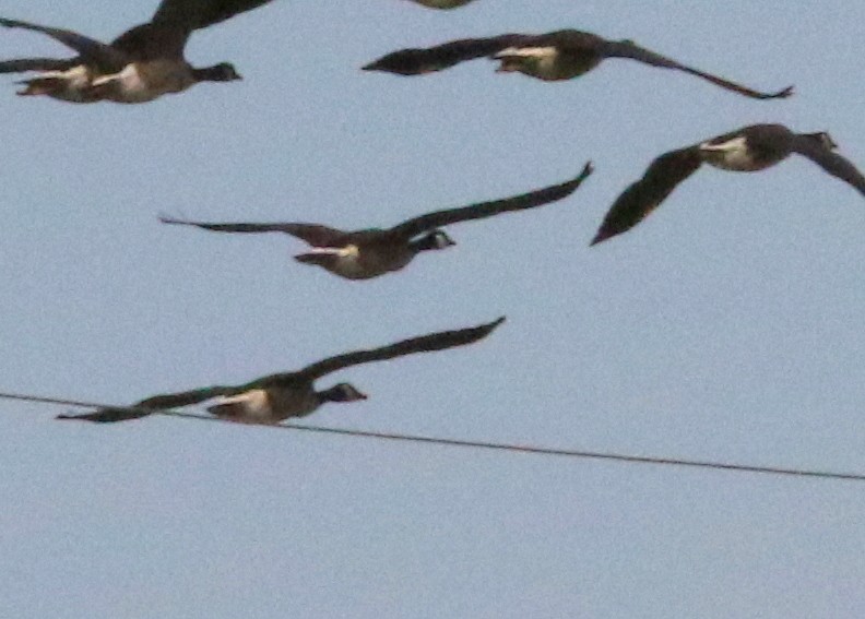 Канад галуу - ML642160964