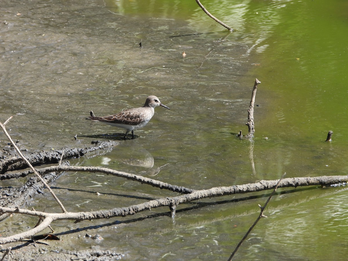 White-rumped Sandpiper - ML642160976