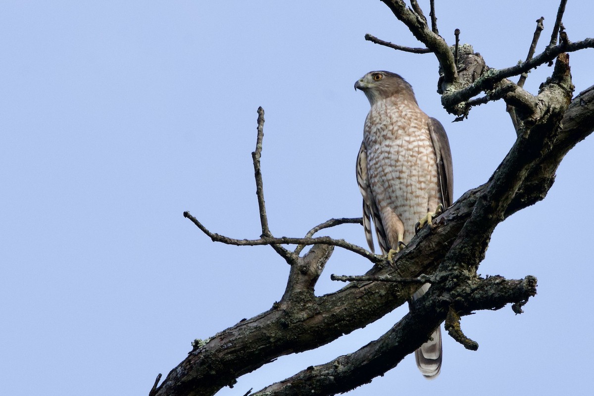 Cooper's Hawk - ML642160978
