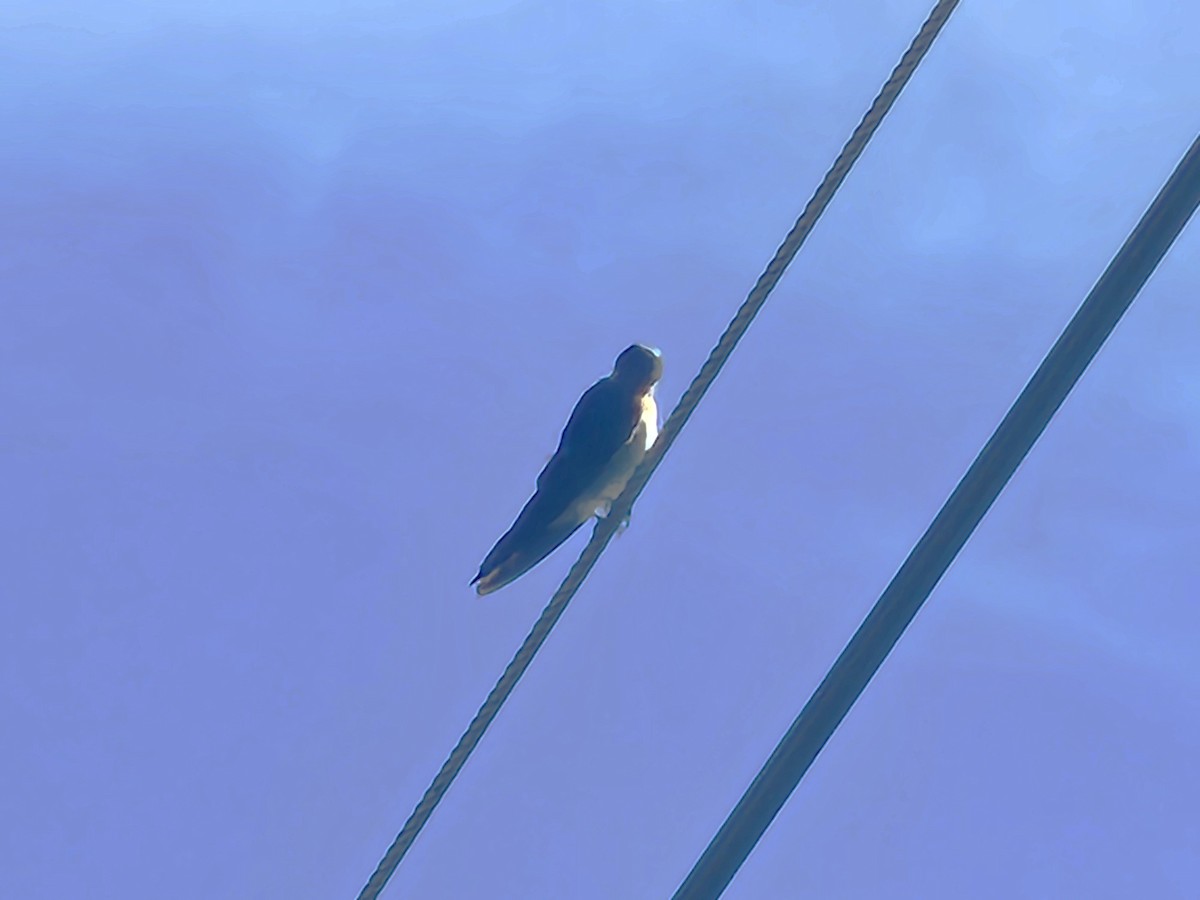 Pacific Swallow - ML642160994