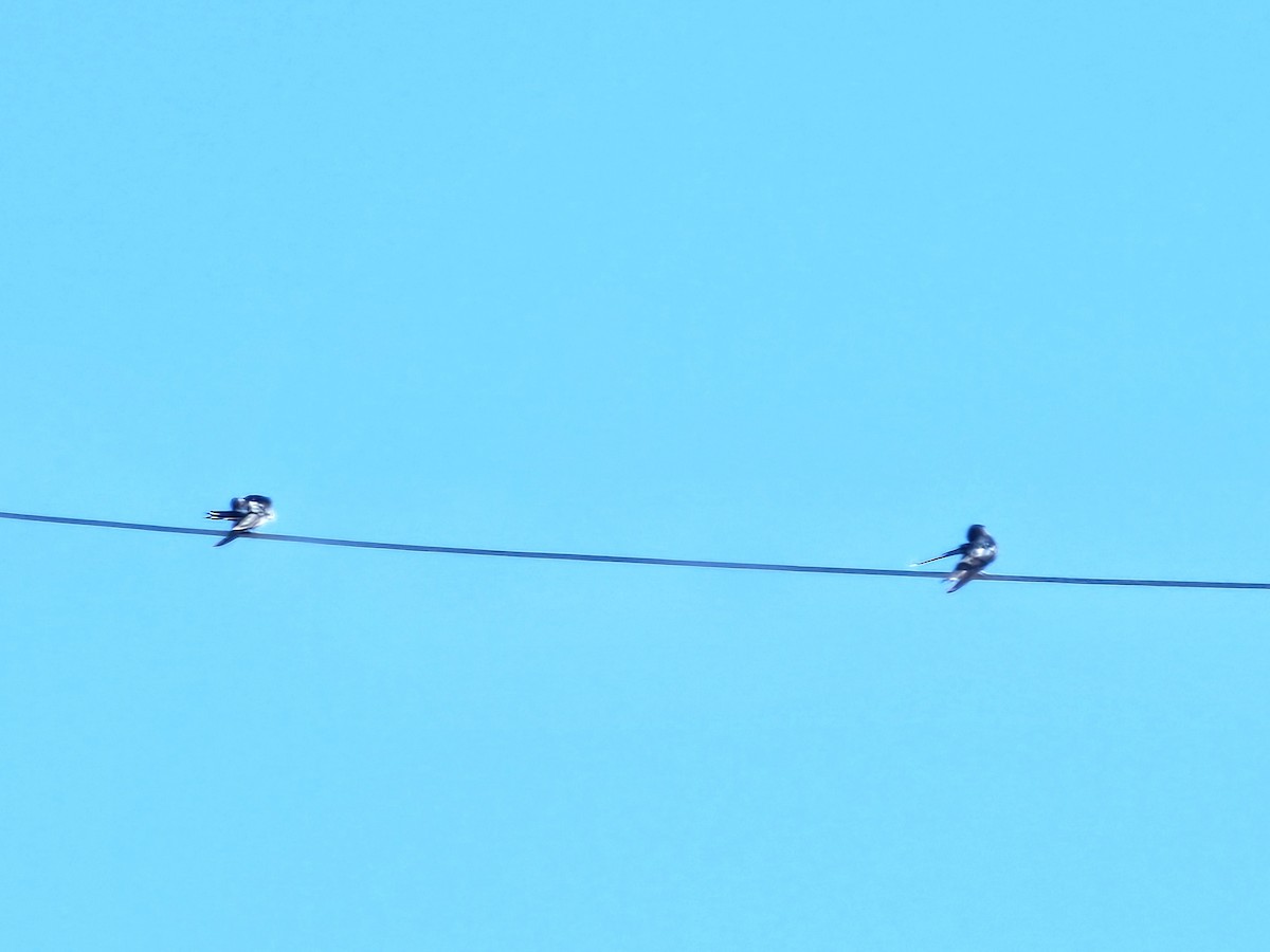 Pacific Swallow - ML642160995