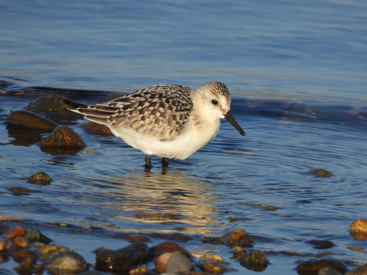 Sanderling - ML642160996