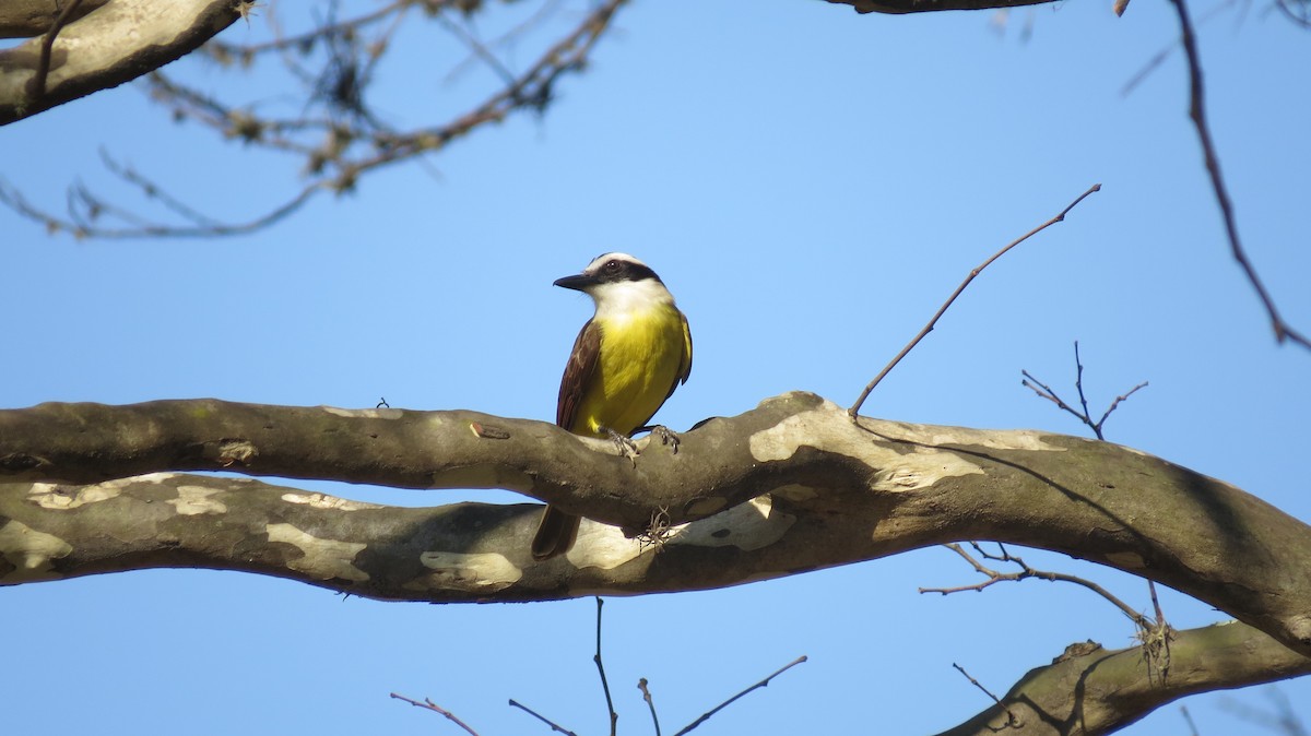 Great Kiskadee - ML642161016