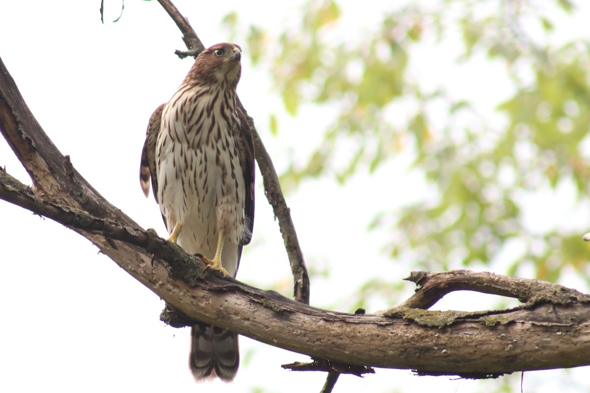 Cooper's Hawk - ML642161041