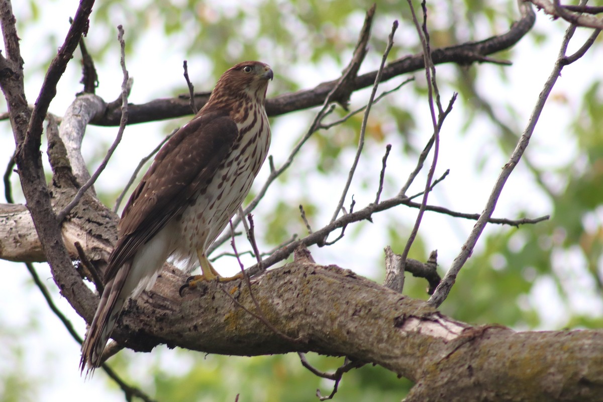 Cooper's Hawk - ML642161042
